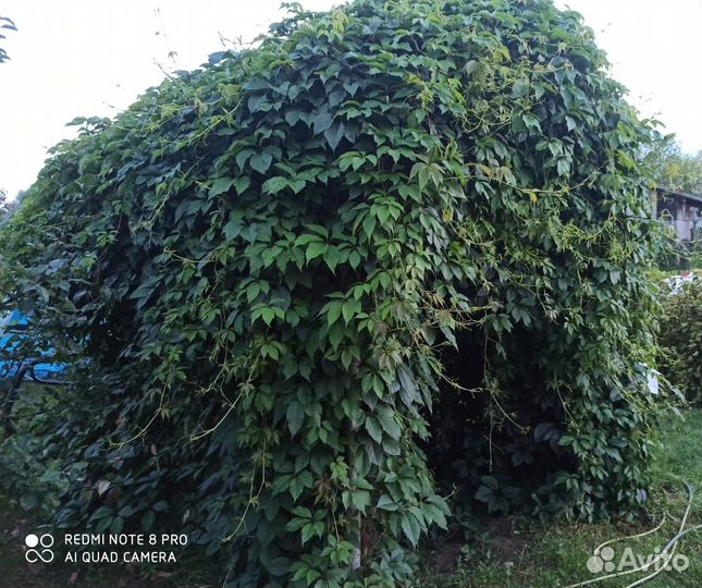 Растения для сада