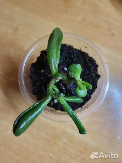 Крассула хоббит