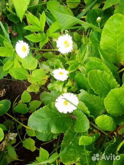 Садовые растения