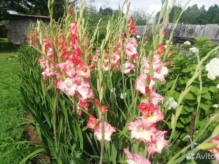 Гладиолусы луковицы