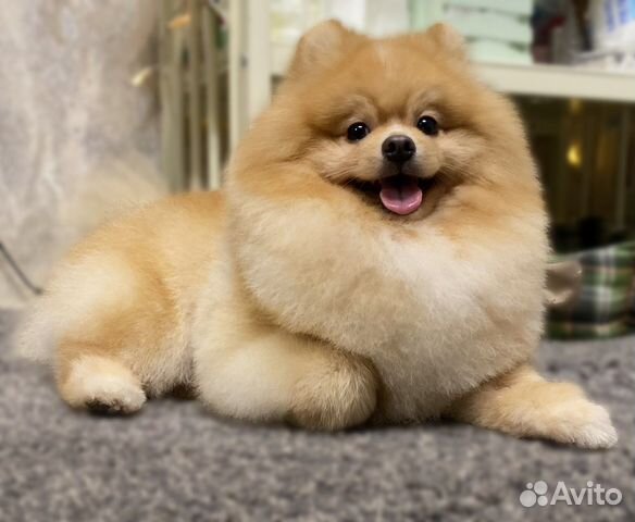 Вязка. Шпиц - лисёнок кабель