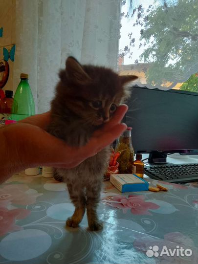 Милые кошечки в хорошие руки