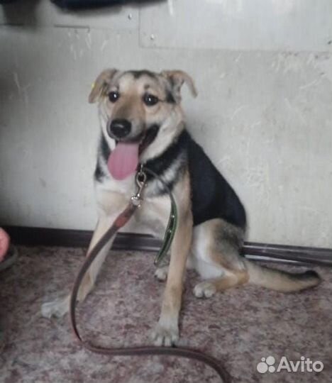 Собака в добрые руки