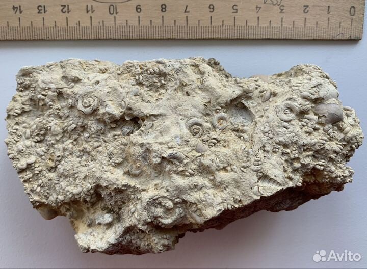 Окаменелости брахиоподы Девон