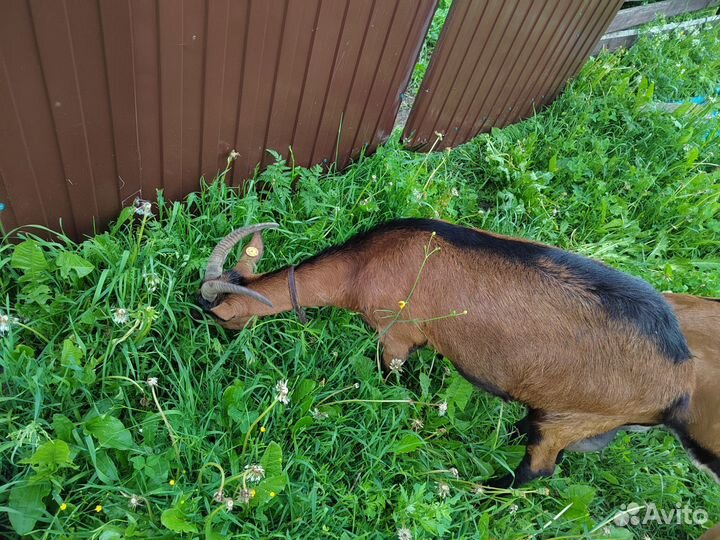 Альпийская козочка