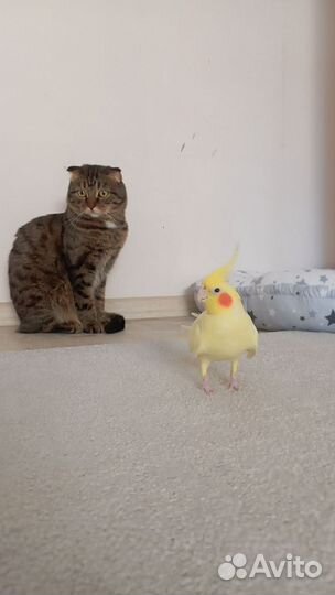 Попугай корелла