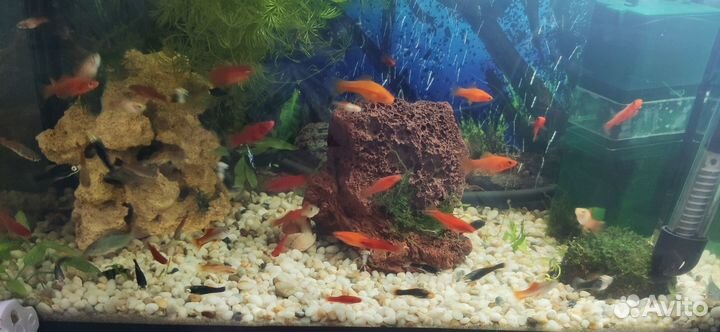 Аквариумные рыбки