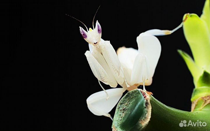 Богомолы из тропиков с отправкой по России