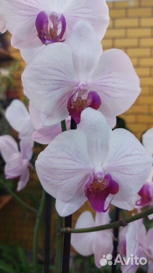 Орхидеи фалеонопсис цветущие