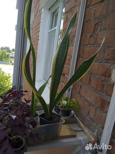 Сансевиерия вариегатная Лаурентия