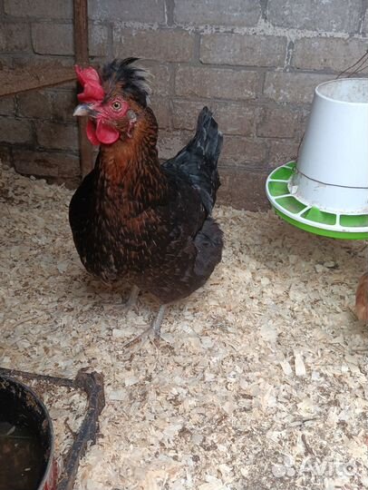 Инкубационное яйцо кур