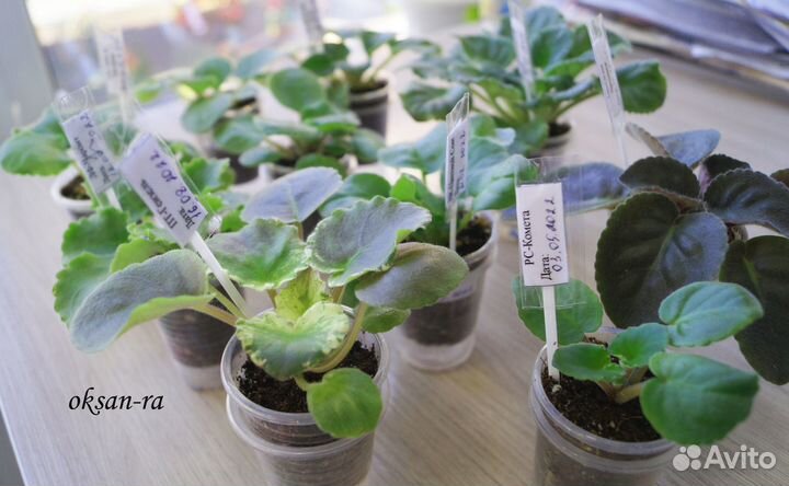 Набор деток и стартеров фиалок