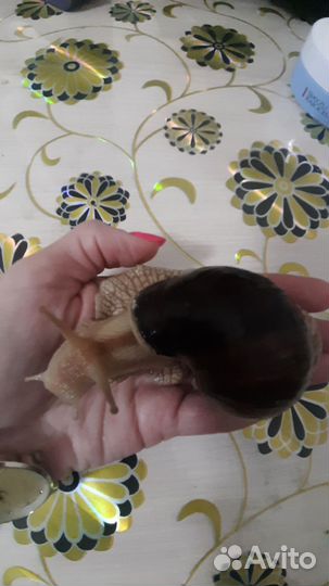 Улитки ахатины бесплатно