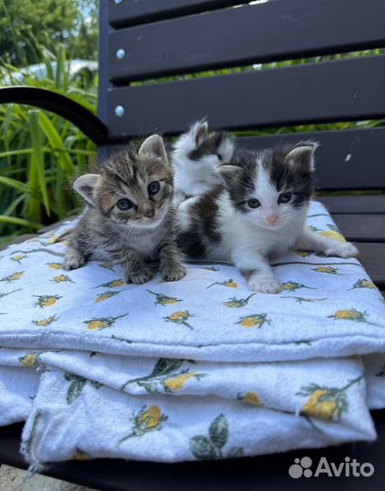 Котята в добрые руки
