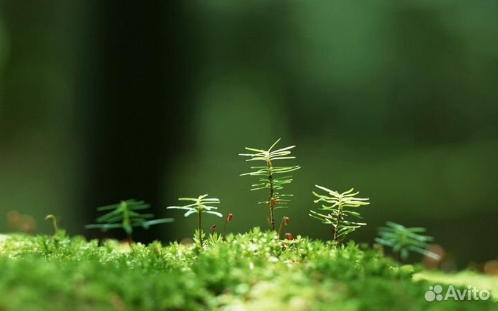 Экшн камера fdr -x3000