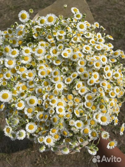 Букеты из ромашек