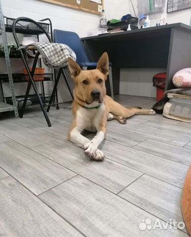 Песик Лукас