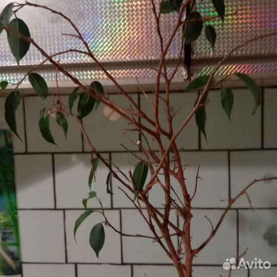 Бенджамина