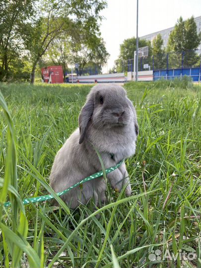 Аренда кролика