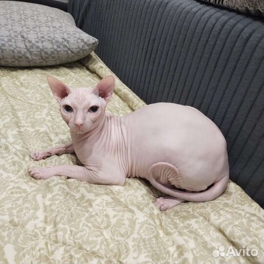 Донской сфинкс вязка