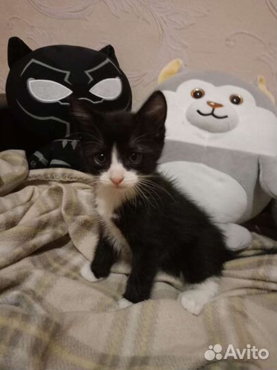 Кошки в добрые руки