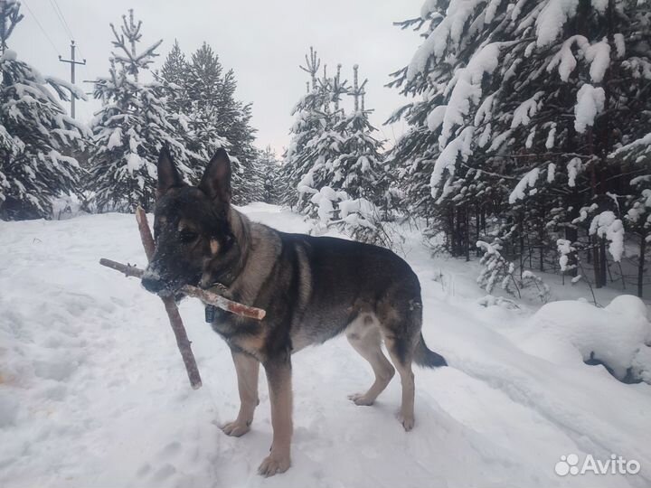 Вязка вео (Восточноевропейская овчарка)