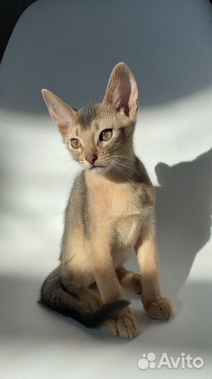 Шикарный голубой кот