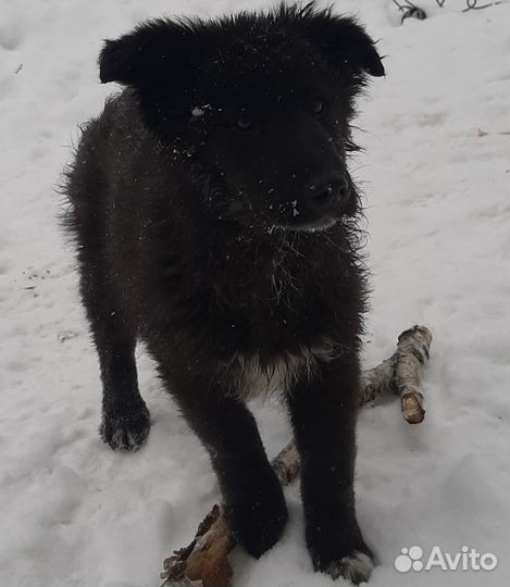 Лабрадор ретривер щенки