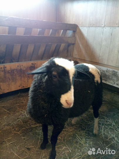Овцы бараны ягнята