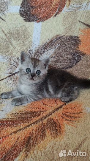 Шотландские вислоухие и прямоухие котята