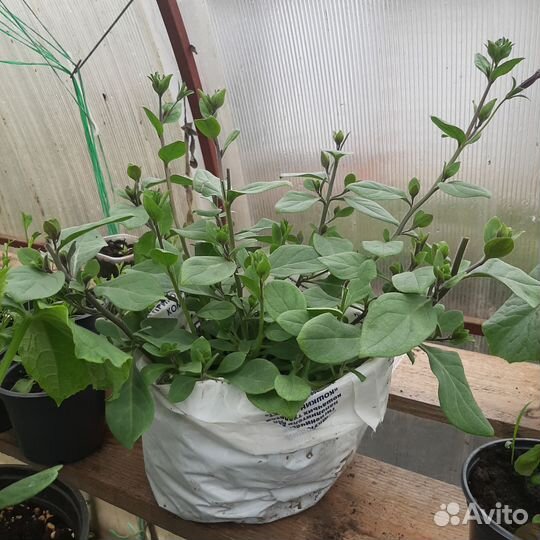 Рассада цветов петуньи и лобелии