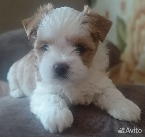 Бивер йорк щенки