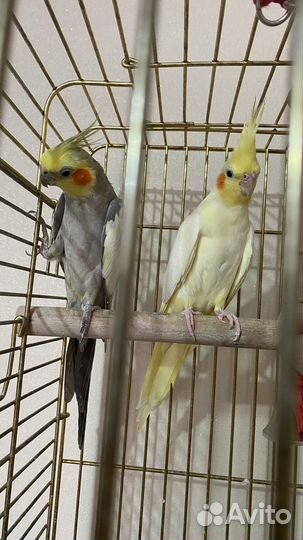 Попугай корелла пара