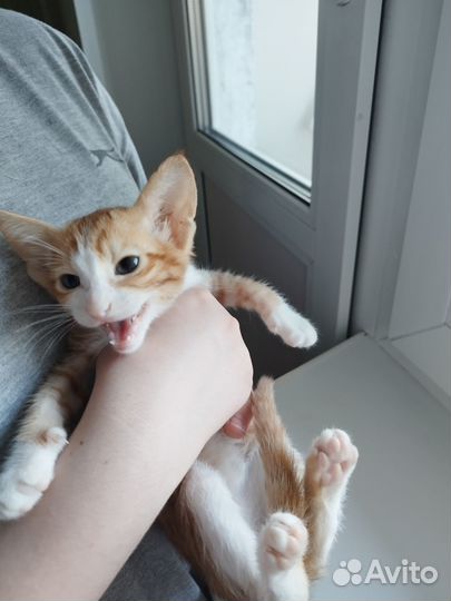 Ориентальные котята