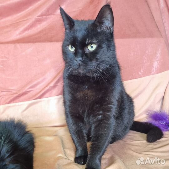 Кошки в добрые руки бесплатно