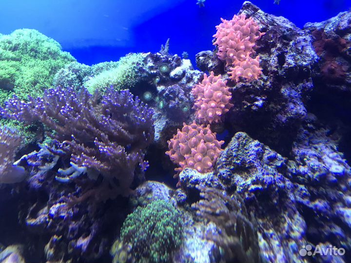 Морской аквариум