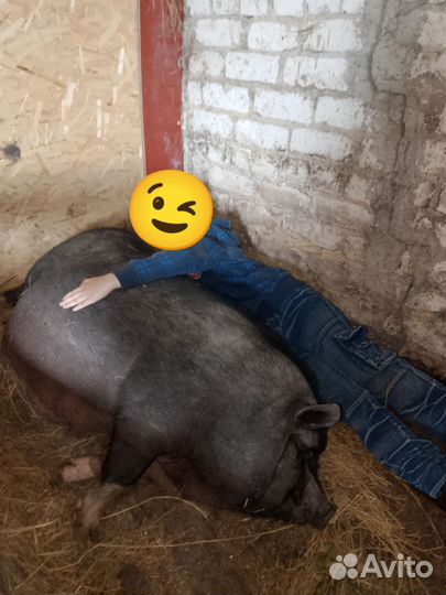 Вьетнамские вислобрюхие поросята