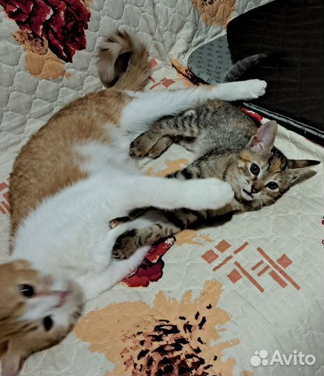 Осталась одна Красавица