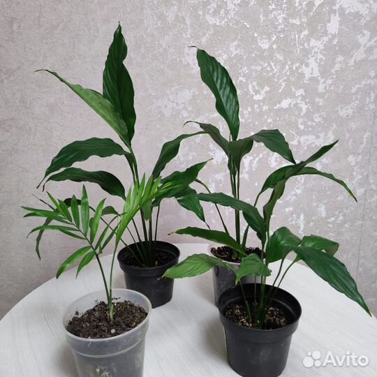 Комнатные цветы