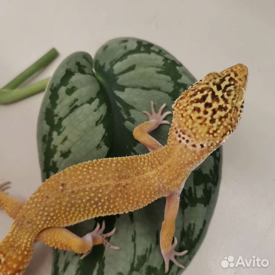 Эублефар. самки