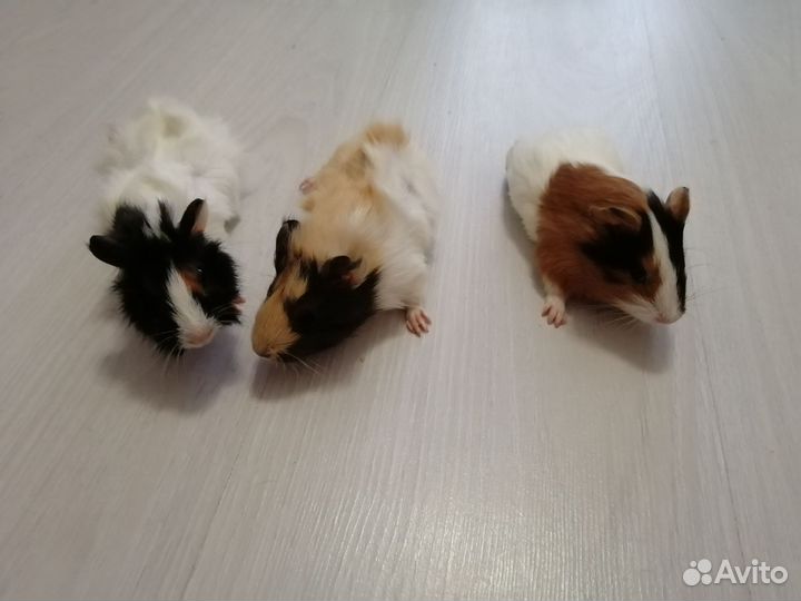 Морские свинки малыши от Крестед и Розетки