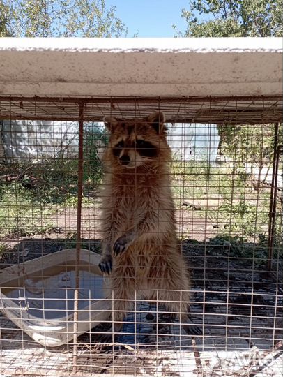Енот полоскун домашний