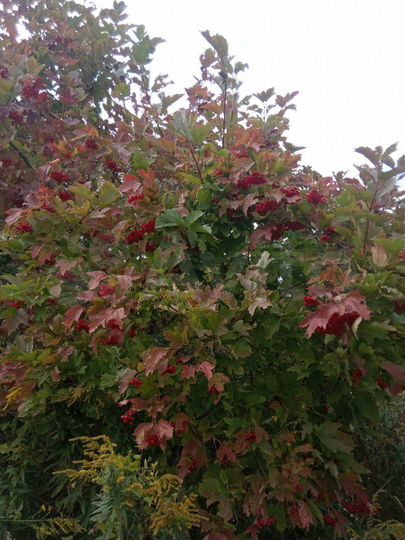 Участок 5,6 сот. (СНТ, ДНП)