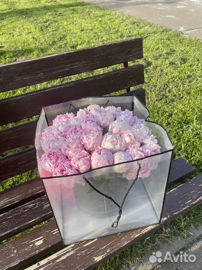 Пионы 29 пион 51 пион 101 пион