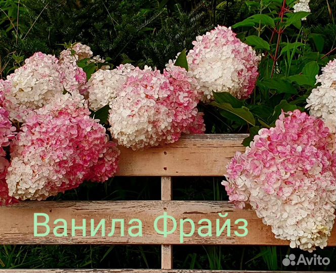 Гортензия 2хлетки