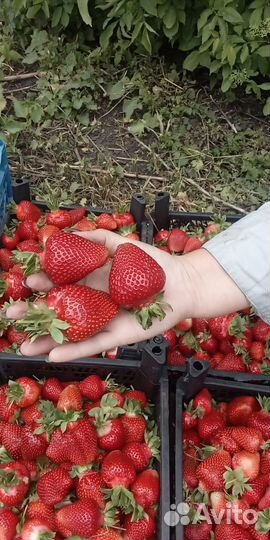 Саженцы клубники