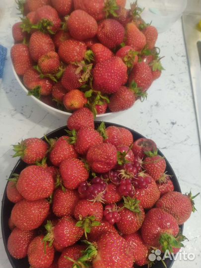 Рассада клубники и кустики побольше разные сорта