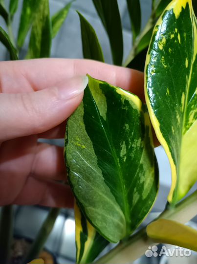 Замиокулькас вариегатный zamofolia