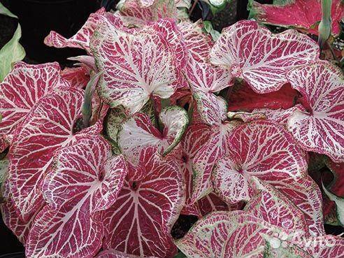 Каладиум Peppermint