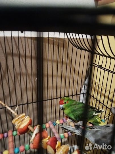 Попугай какарик мальчик